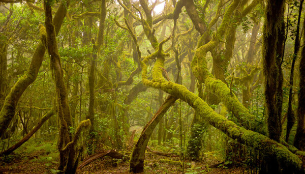 La gomera, natura