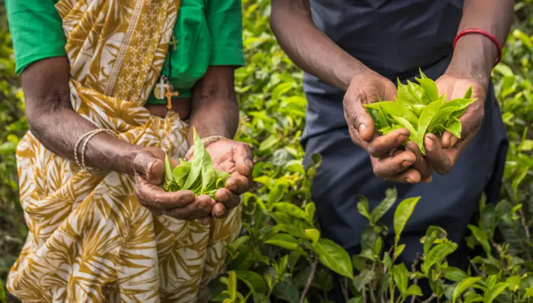 Wakacje: Sri Lanka - herbata cejlon ze Sri Lanki