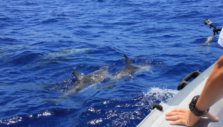 Nurkowanie z delfinami, wypoczynek na Maderze