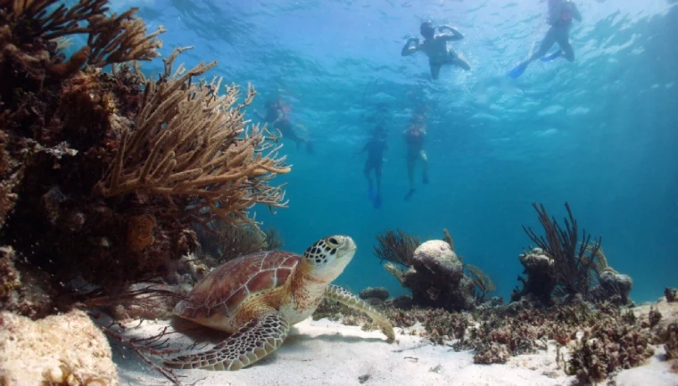 Półwysep Jukatan, podwodny widok na żółwia