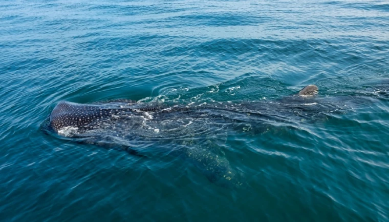 Półwysep Jukatan, widok na delfina pod wodą