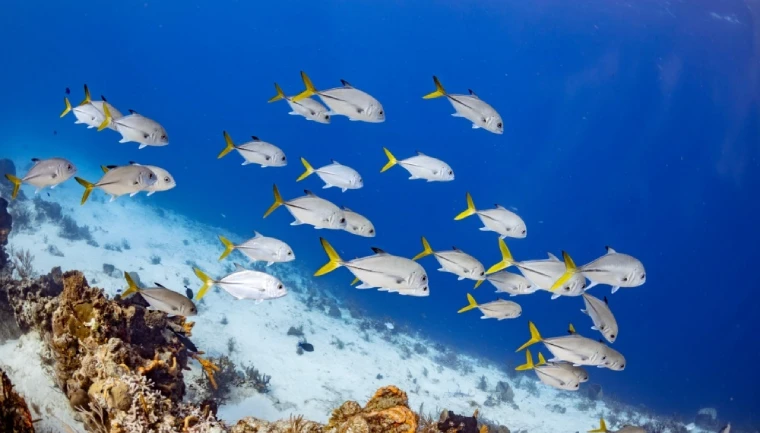Ryby w Morzu Karaibskim, Półwysep Jukatan