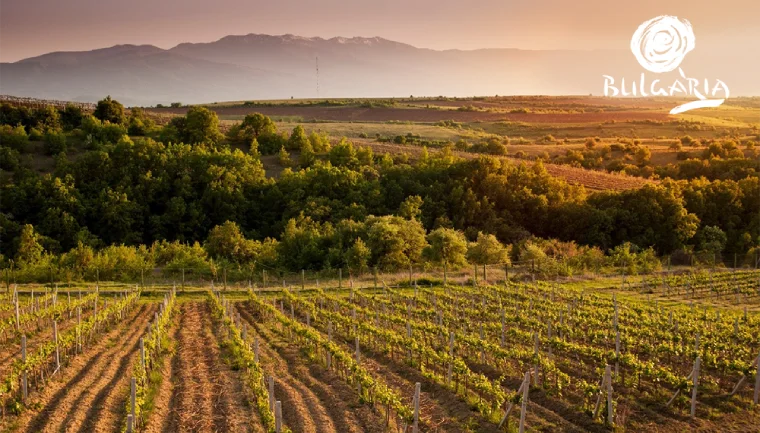 Bułgaria, pole winogronowe