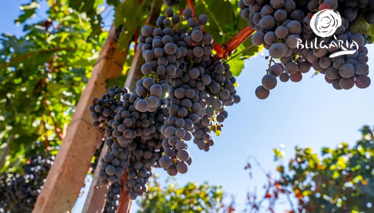 Szczep winogron, kiście bułgarskich winogron na wino z Bułgarii