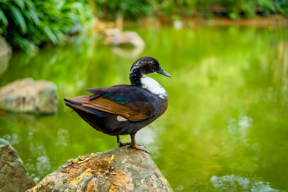 Santa Maria - ogród