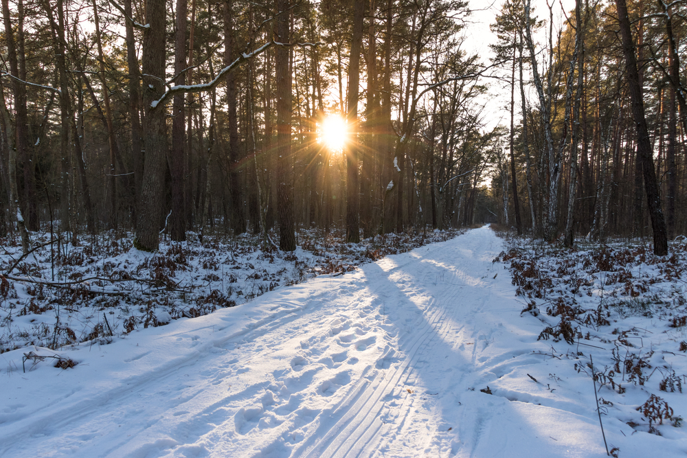 Ferie zimowe 2025 Mazowieckie - las