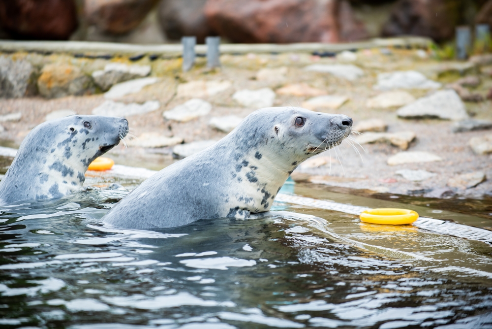 Ferie zimowe 2025 Pomorskie - foka