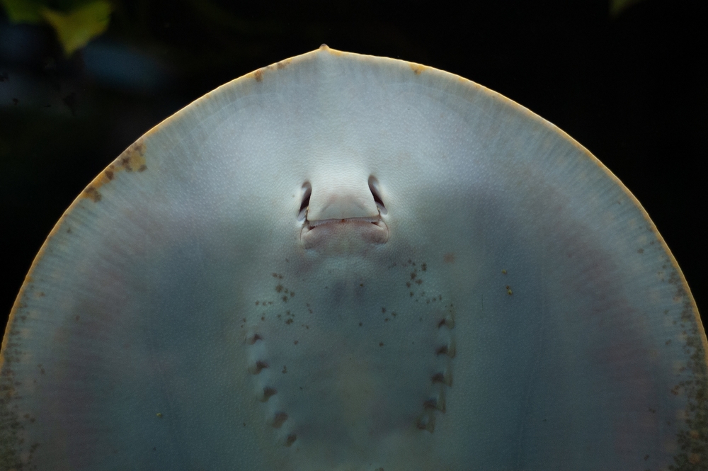 Ferie zimowe 2025 Pomorskie - płaszczka