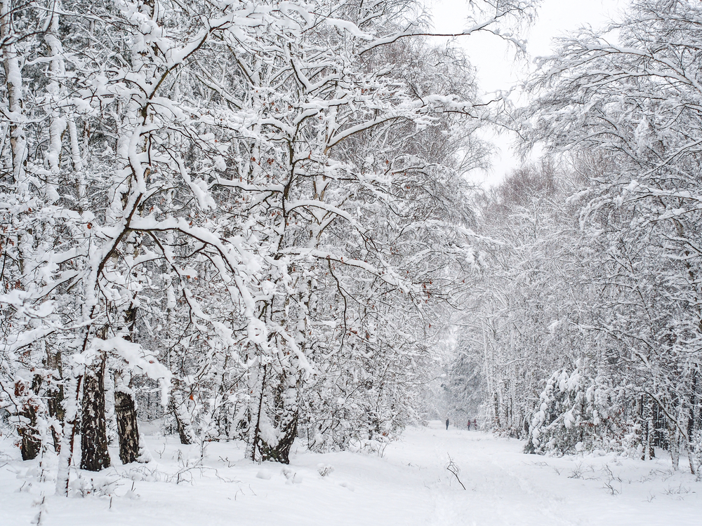 Ferie zimowe 2025 Mazowieckie - zima