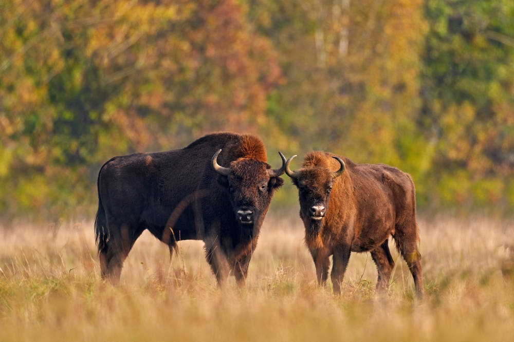 Obiekty UNESCO w Polsce to nie tylko budynki, to także przyroda.
