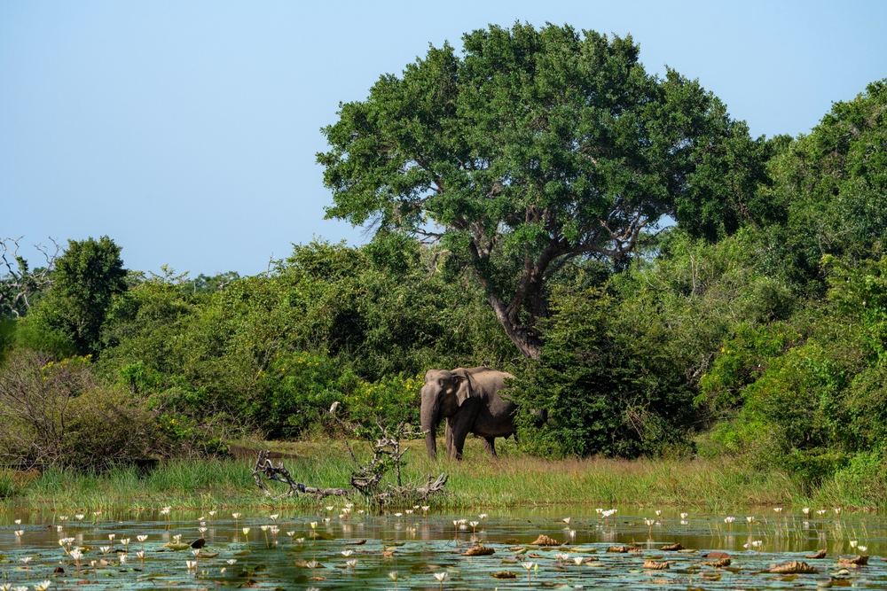 Yala National Park to miejsce, w którym można zobaczyć dzikie zwierzęta w naturalnym środowisku,