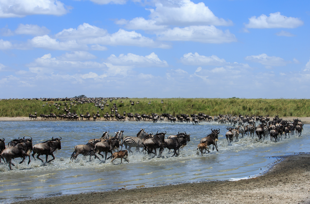 Kenia latem to szansa na obserwację wielkiej migracji zwierząt.