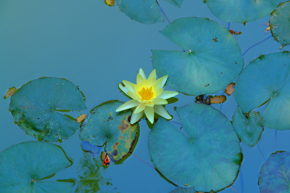 dolina motyli Blog | Biuro turystyczne TUI