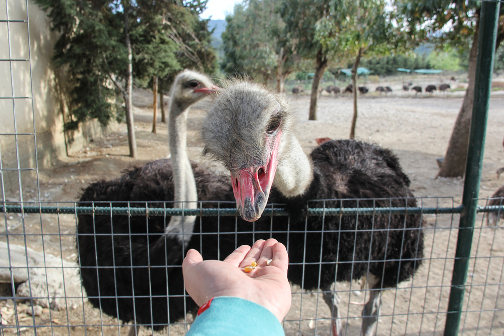 Wakacje z dziećmi na Rodos - odziwedź Farmę of Rhodoes