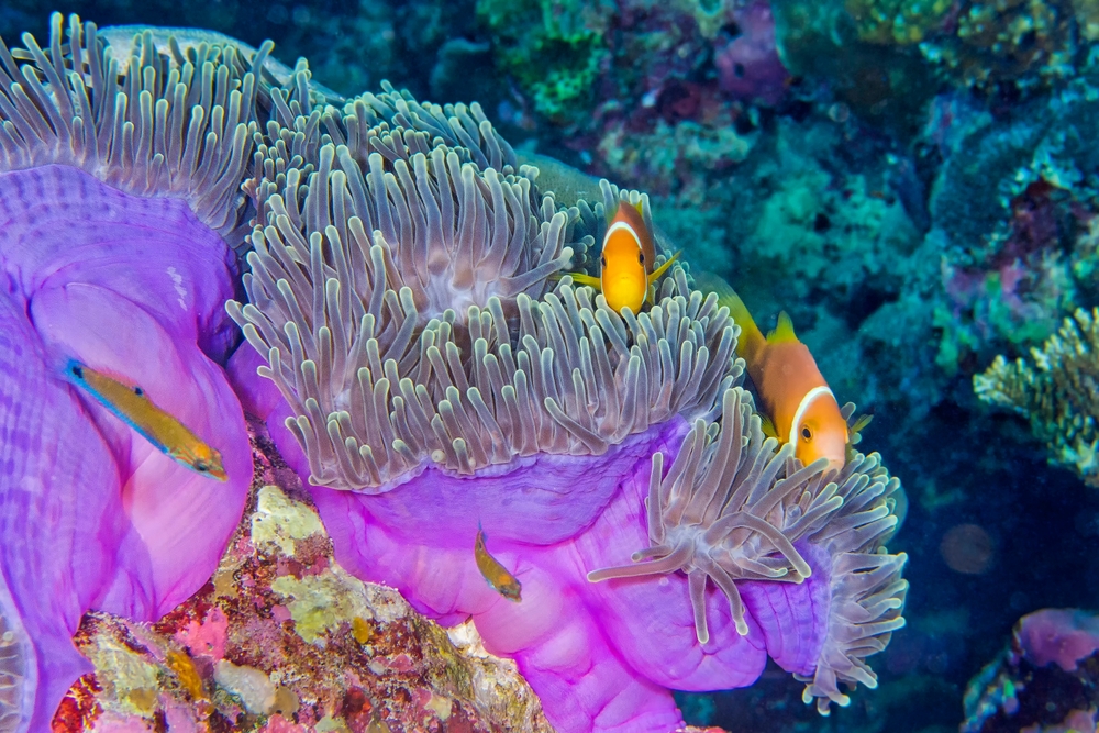 Co robić na Malediwach - rafa koralowa