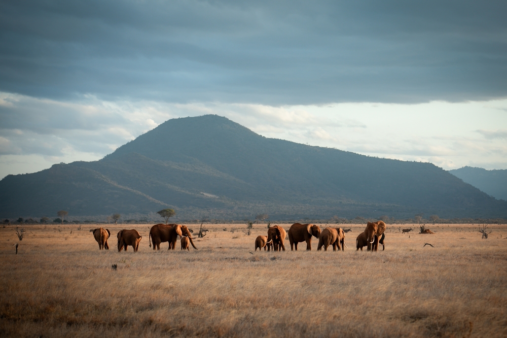 Dzikie zwierzęta na tle majestatycznej góry.