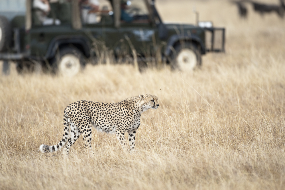 Lampart przechadzający się w pobliżu pojazdu z turystami podczas safari.