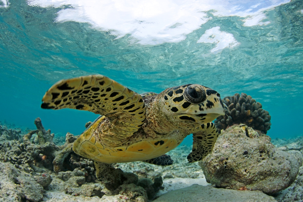 wakacje na malediwach jak sie odpowiednio przygotowac Blog | Biuro turystyczne TUI