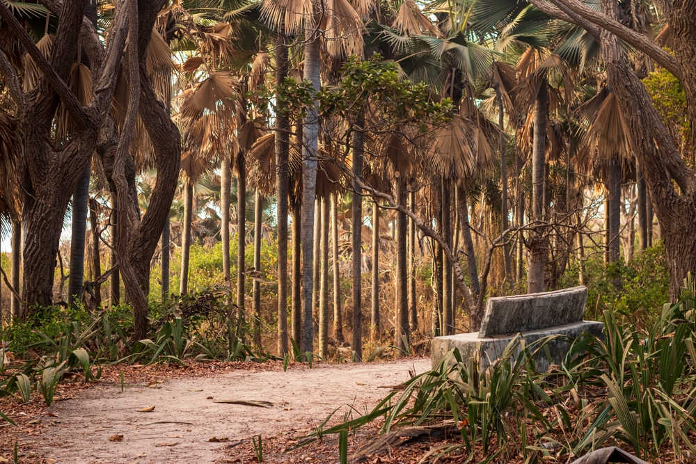 Gambia plaże - Bijilo Forest Park 