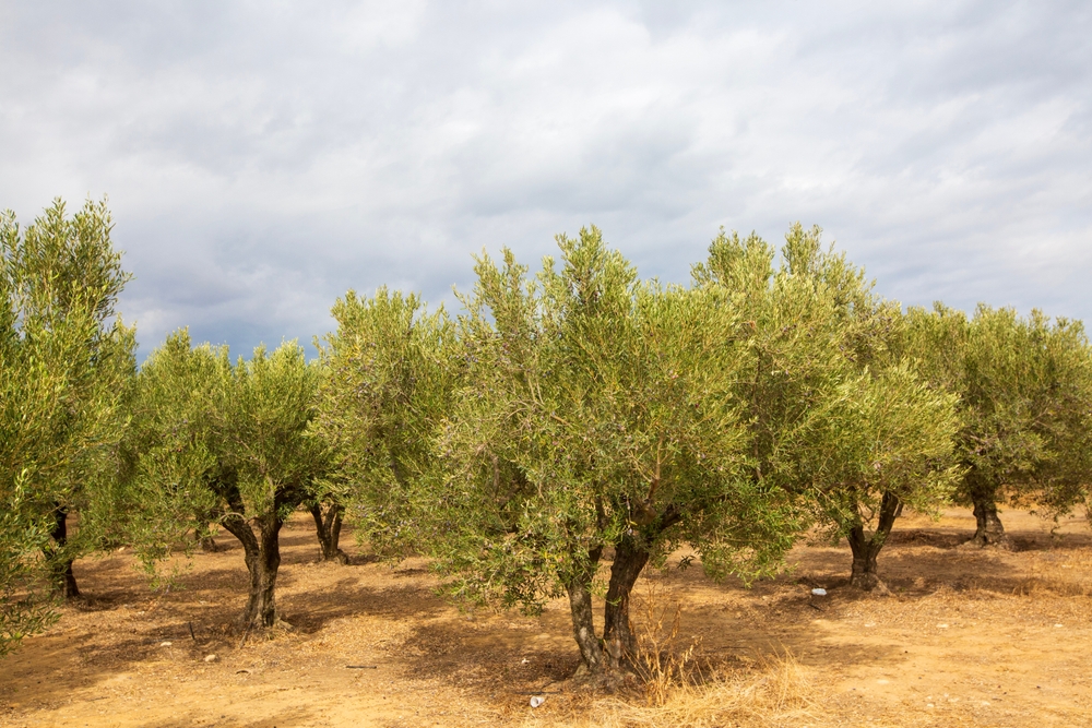 Kalamata, czyli serce Peloponezu. Przewodnik po atrakcjach miasta 10 Kalamata - Ogrody Olive
