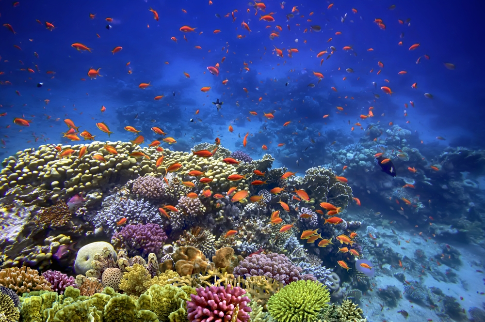 Sharm el Sheikh 2026 – plaże, nurkowanie i najlepsze atrakcje 9 Park Narodowy Ras Muhammad najcenniejszy skarb Morza Czerwonego Blog | Biuro turystyczne TUI