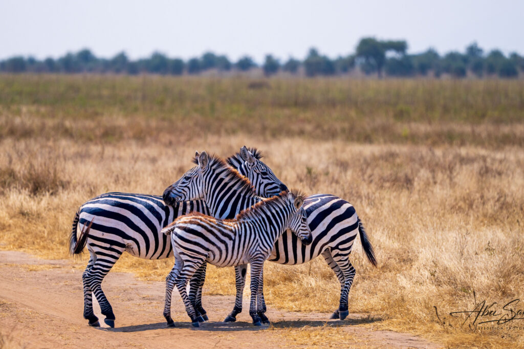 Niezapomniane safari na Zanzibarze w hotelu Reef & Beach Resort 27 safari na zanzibarze 4 Blog | Biuro turystyczne TUI